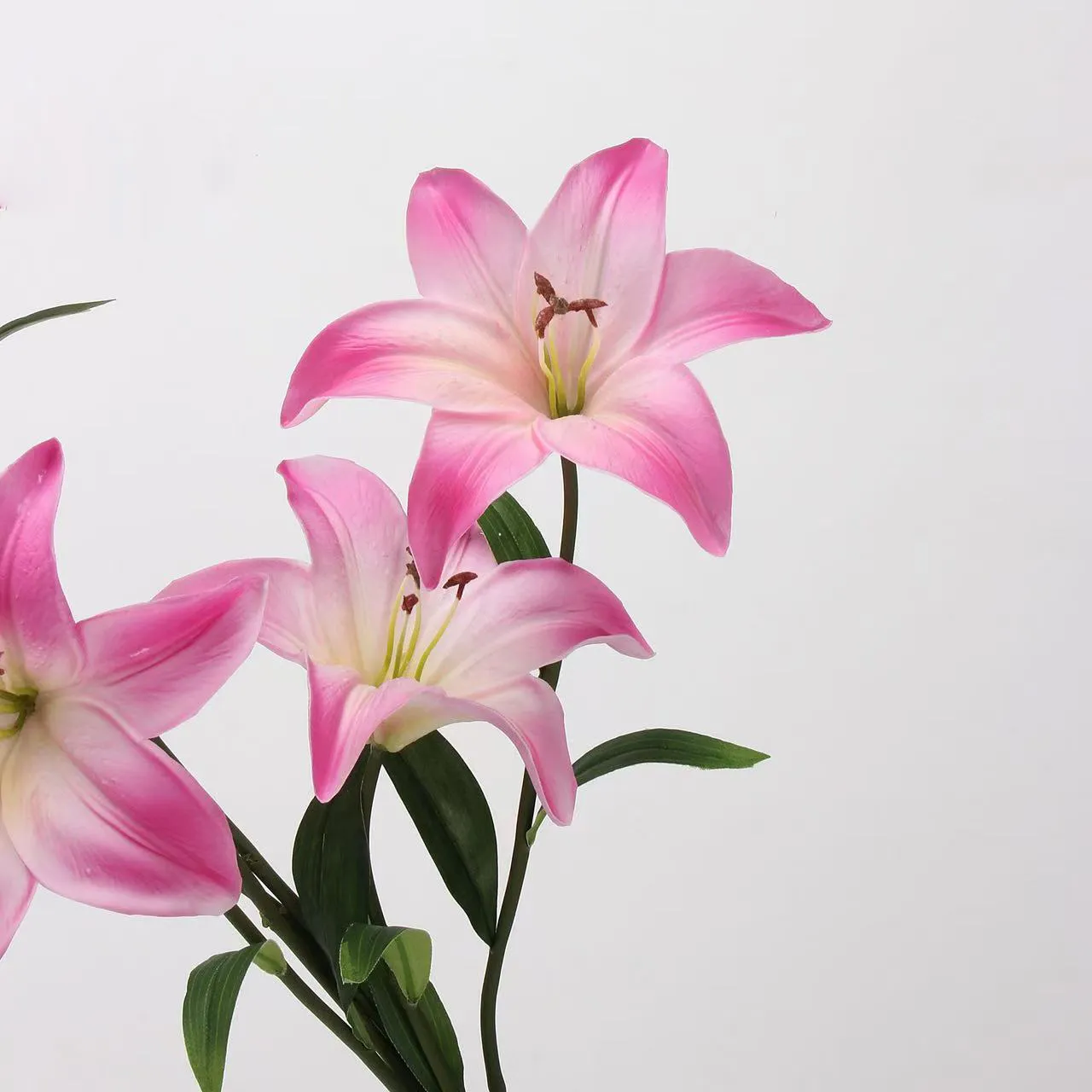 Liebhaber Lily