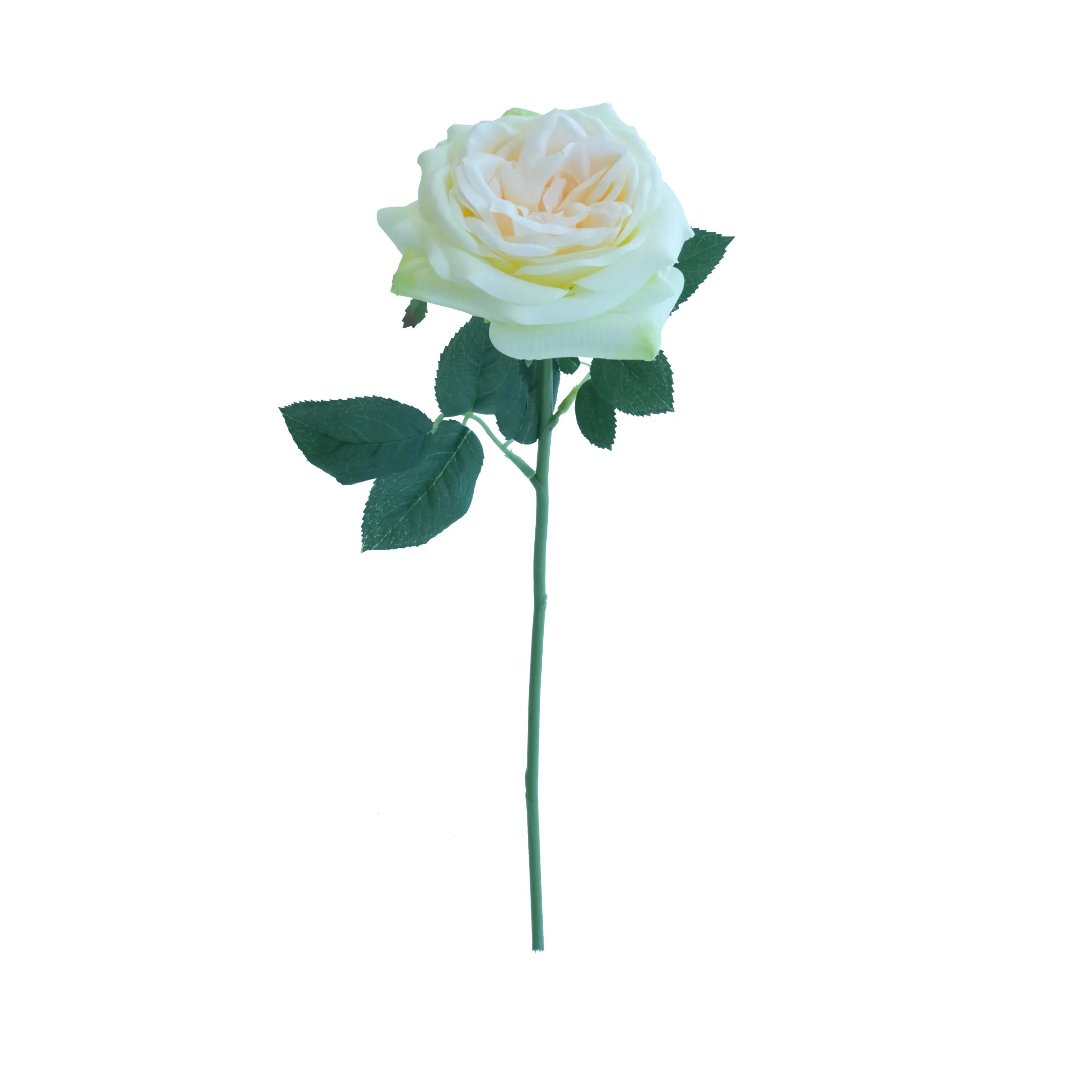 Kurze Lily Rose