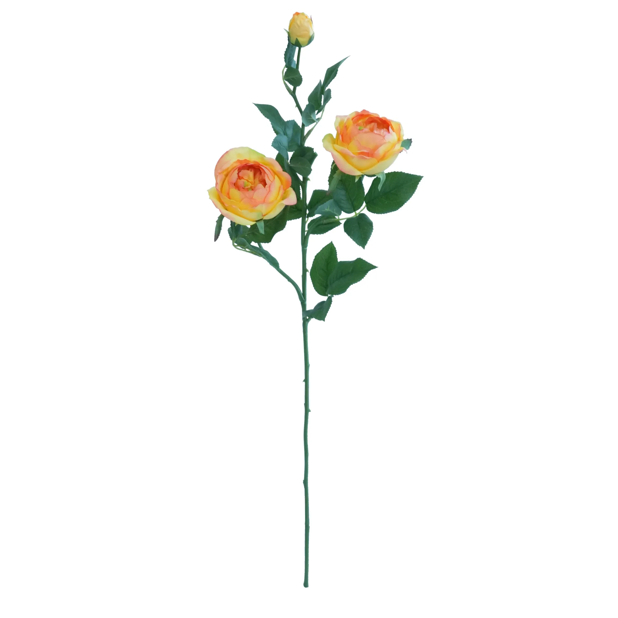 Eine einzelne Schmetterlingsrose