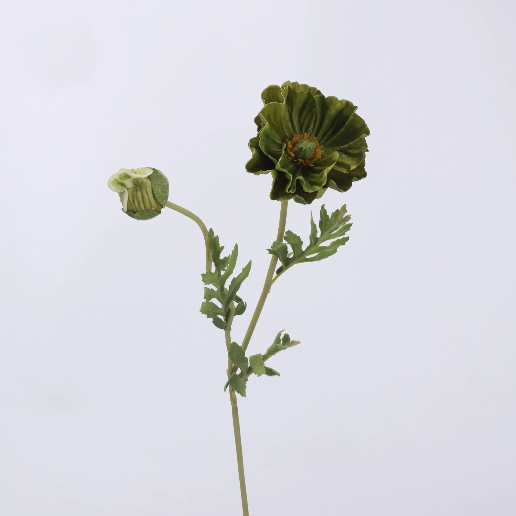 Maismohn