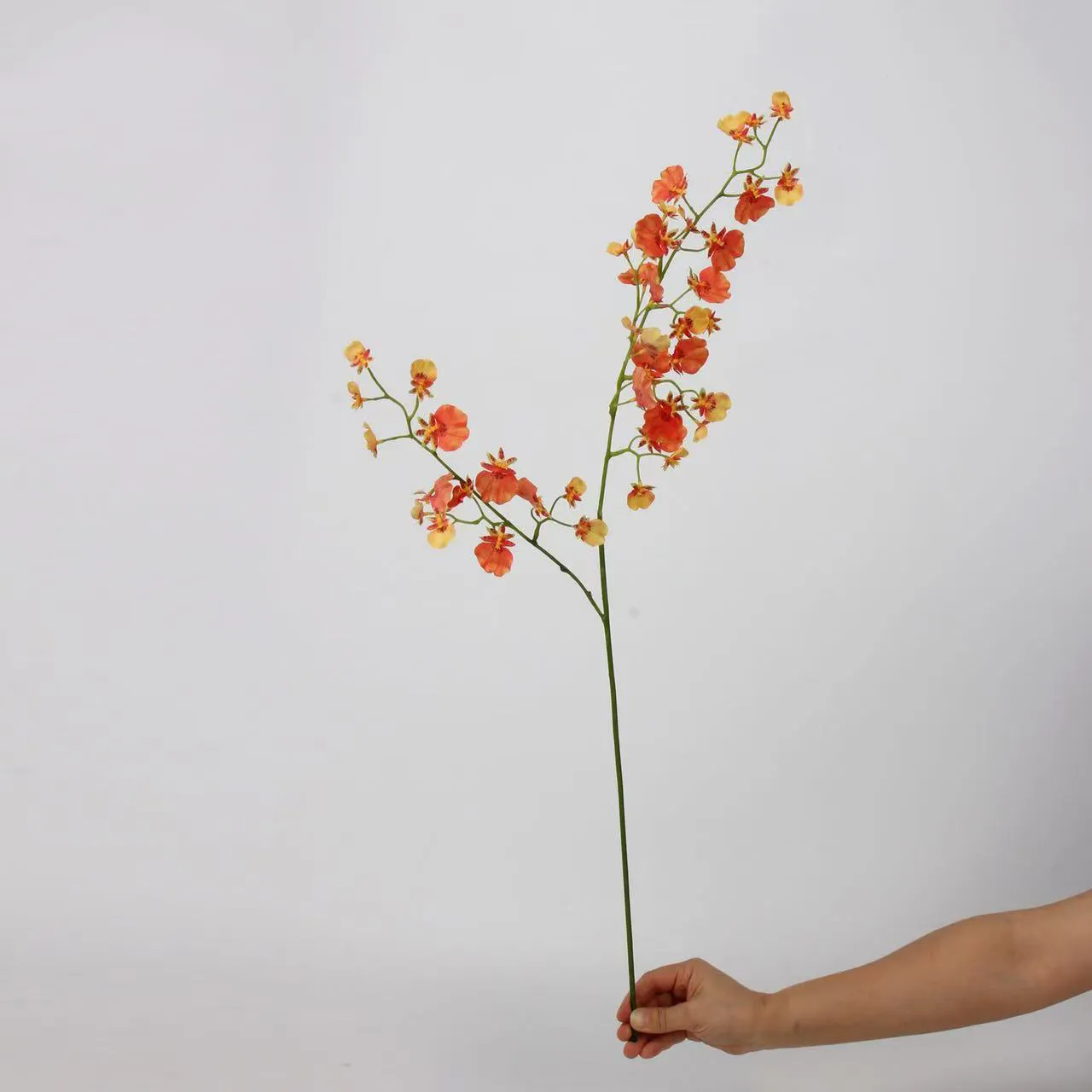 tanzende orchidee