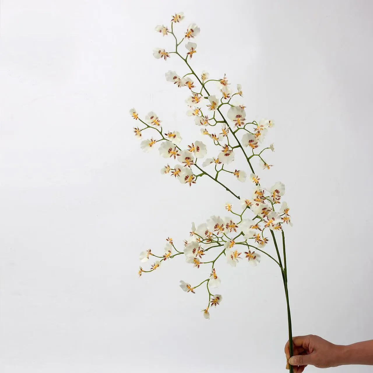 tanzende orchidee