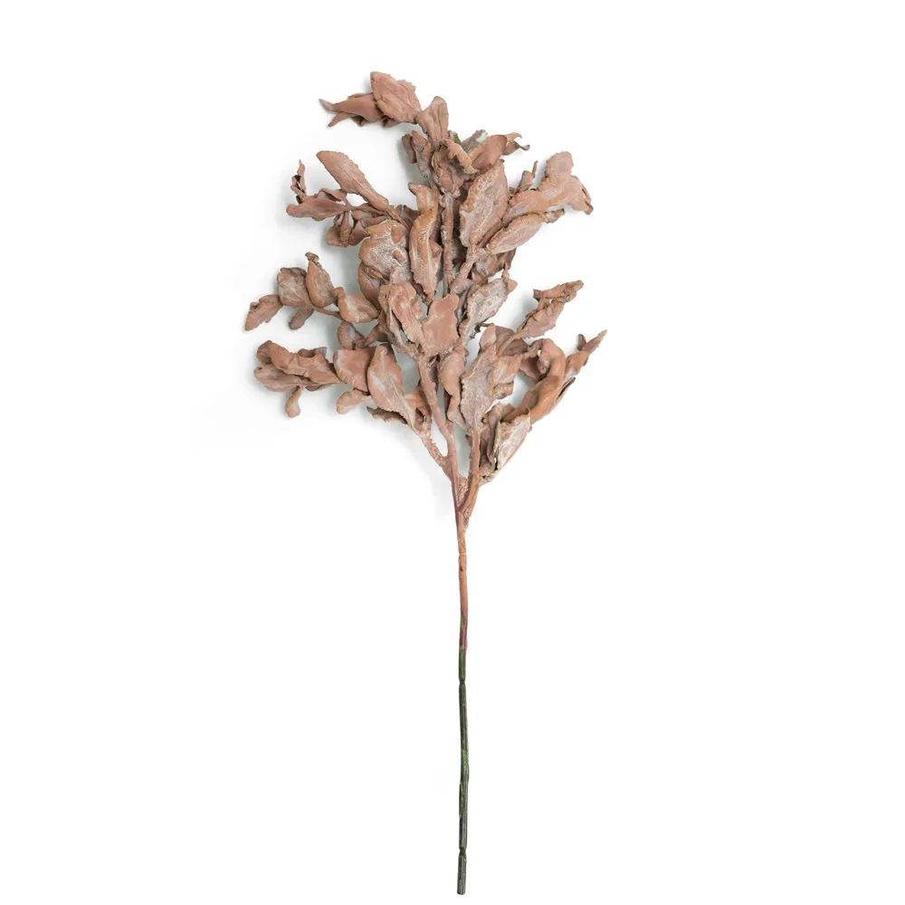 Kurzfranktes Yuanbao-Blatt