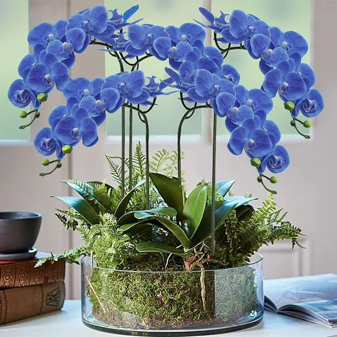 Phalaenopsis Orchideeeeeeeeeeeeeeeeeeeeee