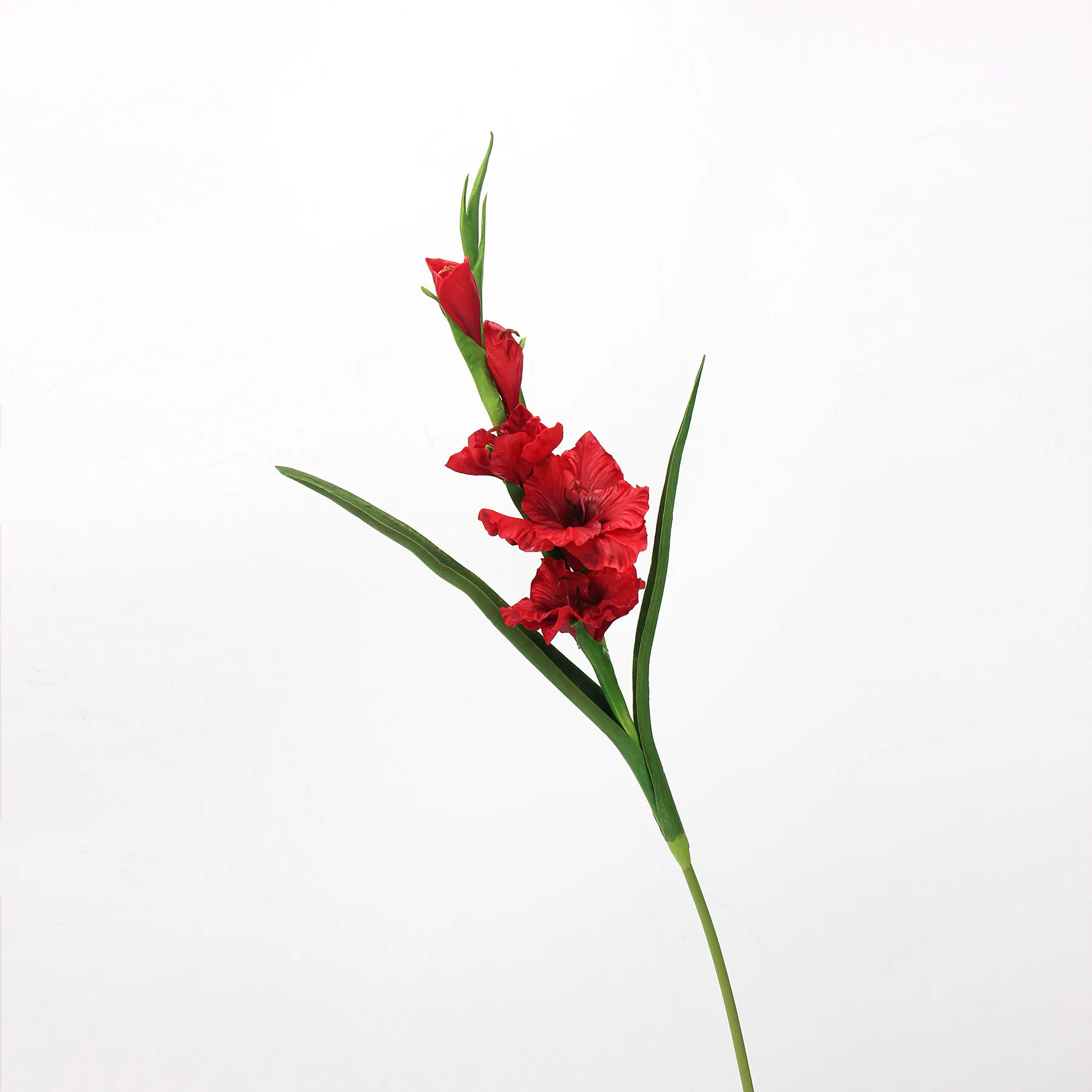 Gladiole