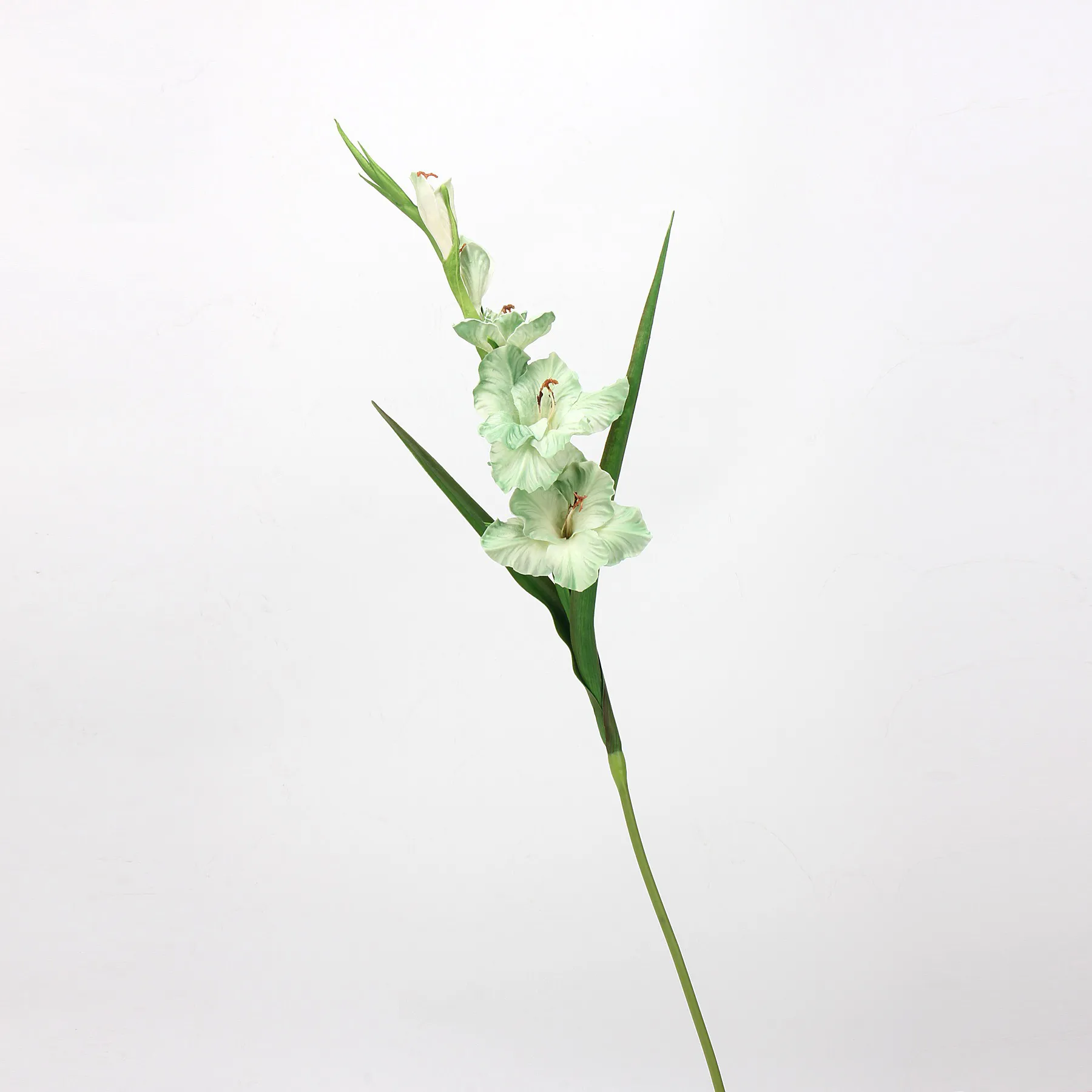 Gladiole