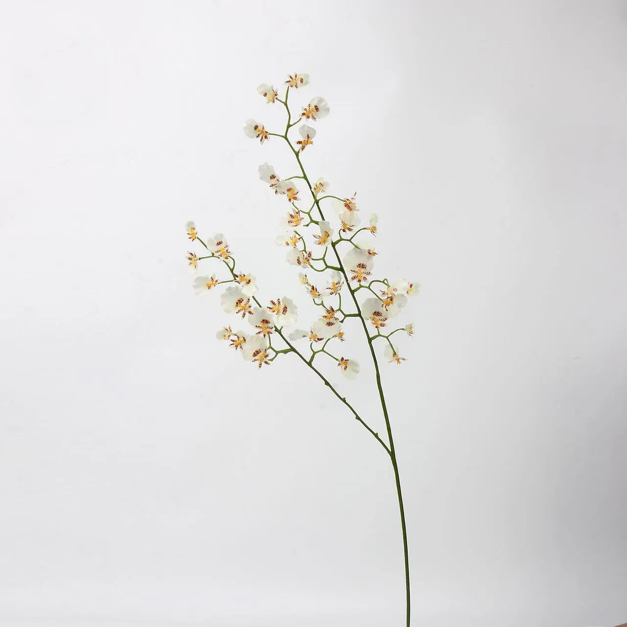 tanzende orchidee