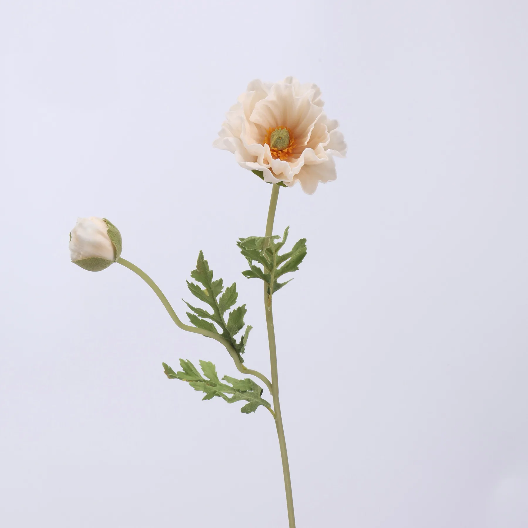 Maismohn