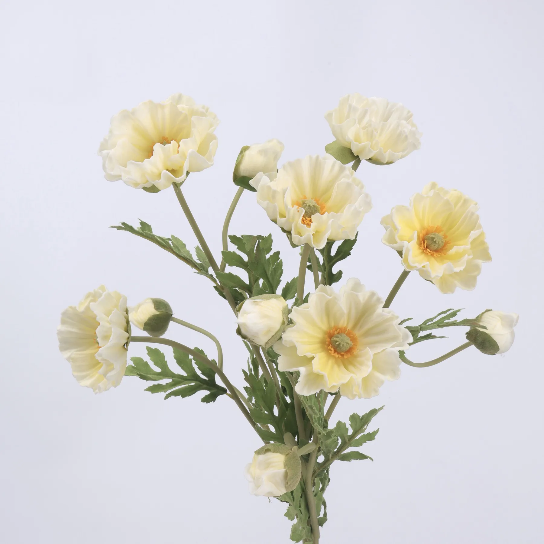 Maismohn