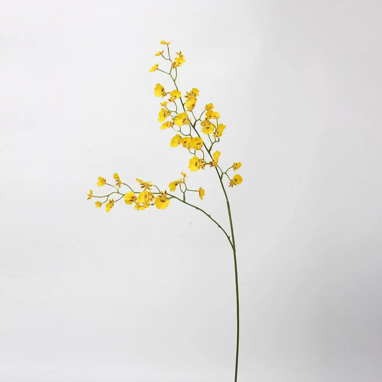 tanzende orchidee