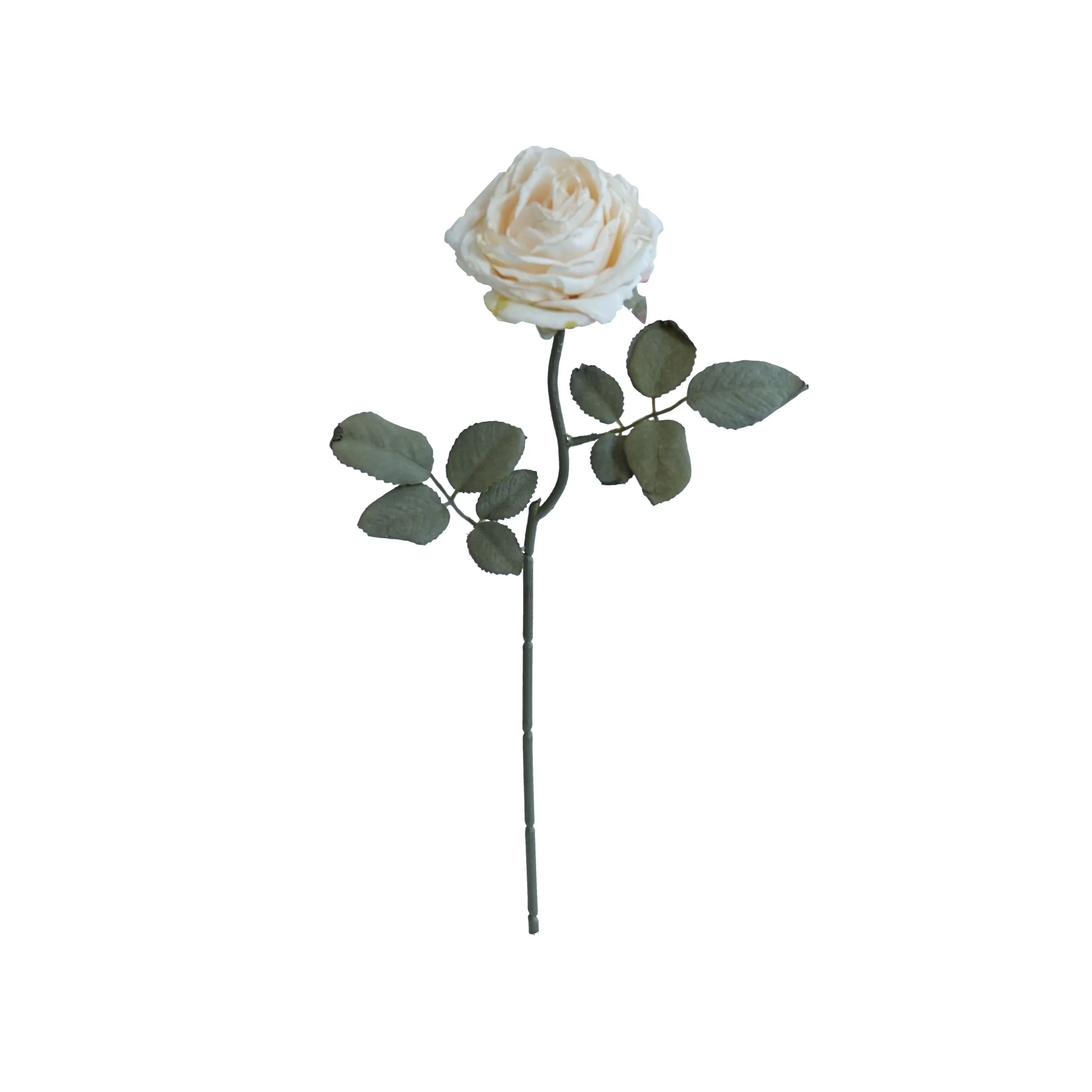 CORK-BORDED Multilyered Roses